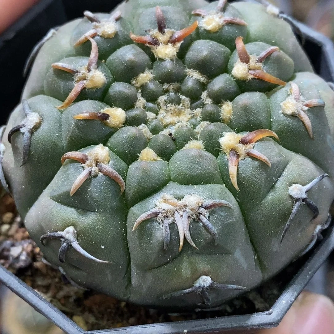 孤品实生特选株短豪粗刺怪龙丸（刺缀）