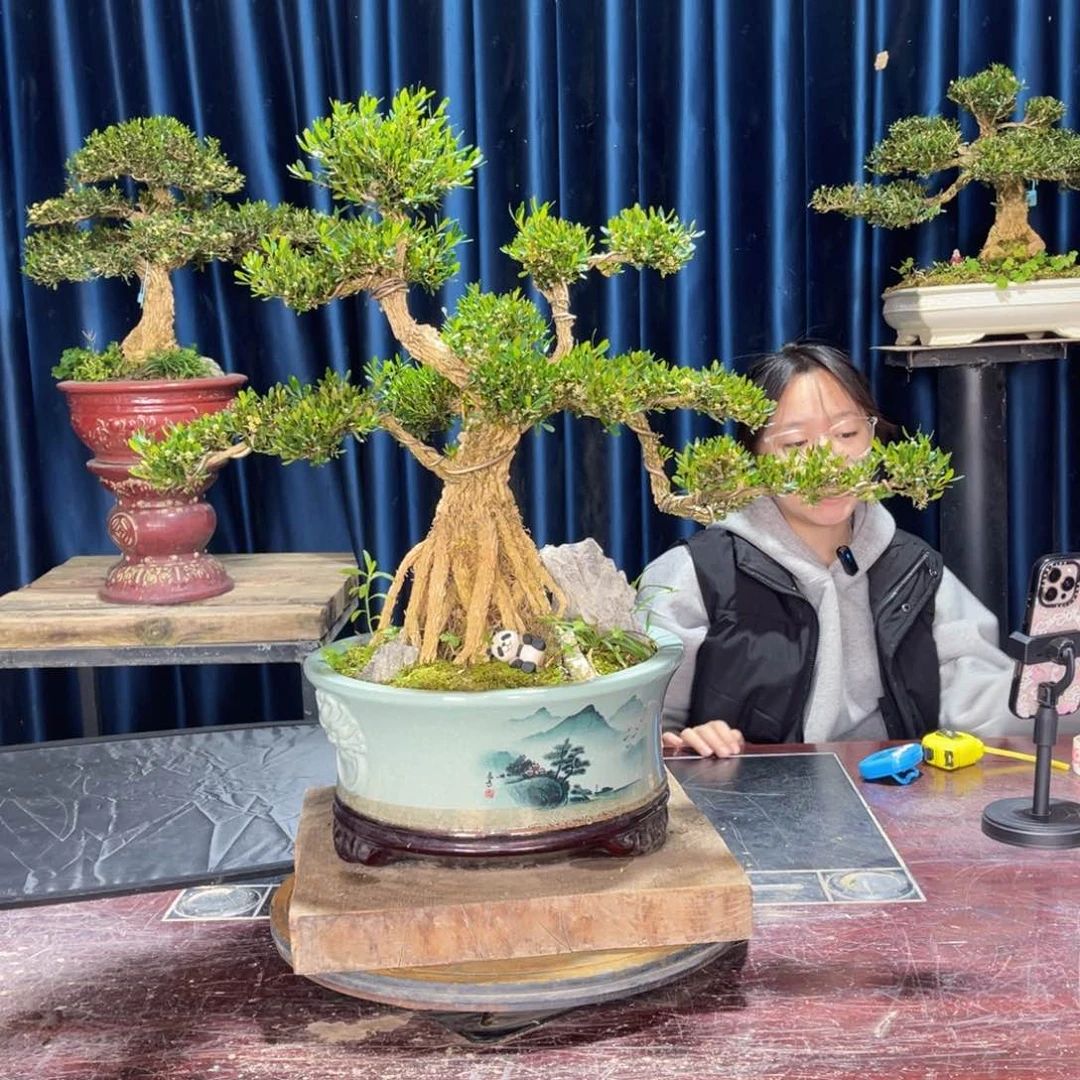 四季常青老桩黄杨盆景