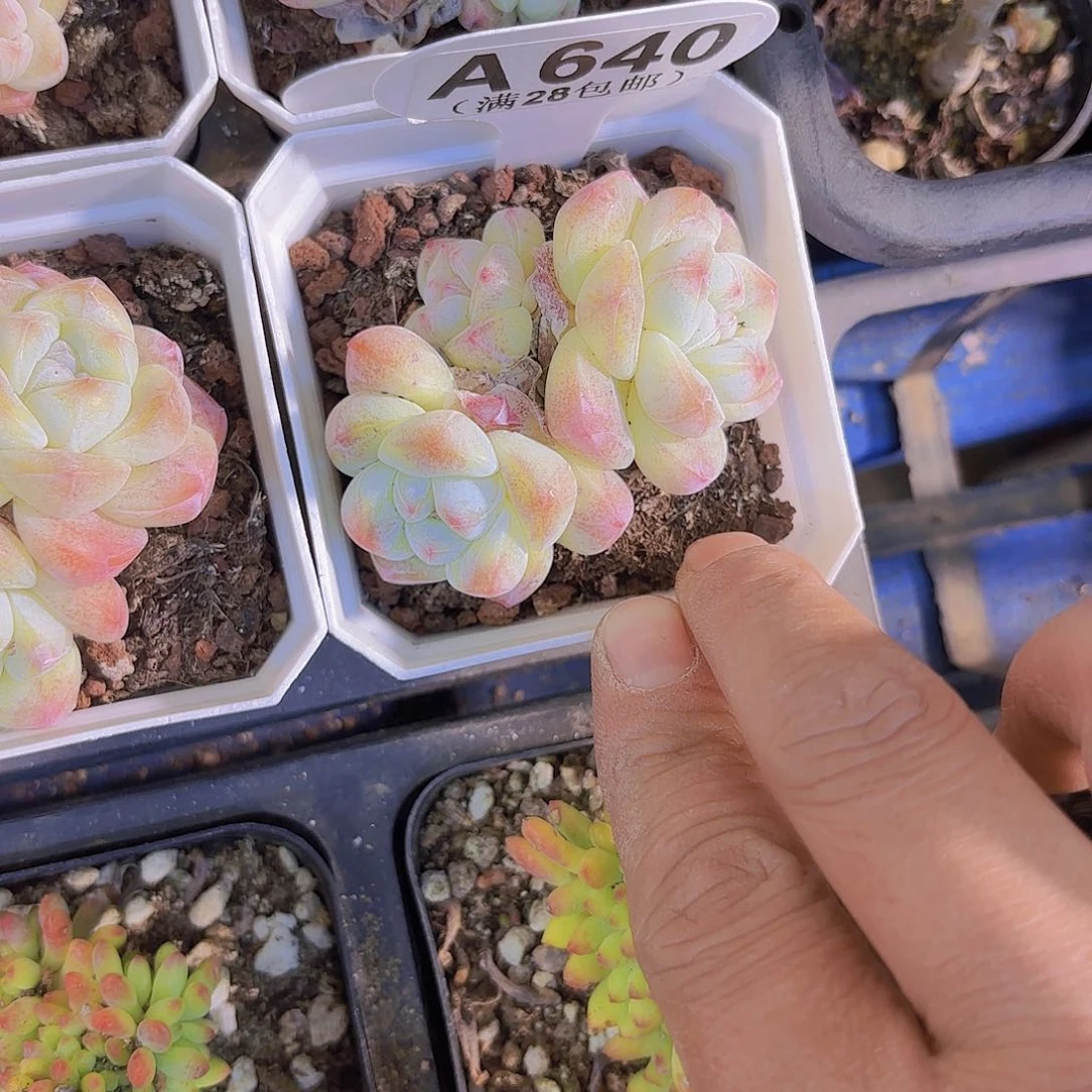 A640冰玉一物一拍