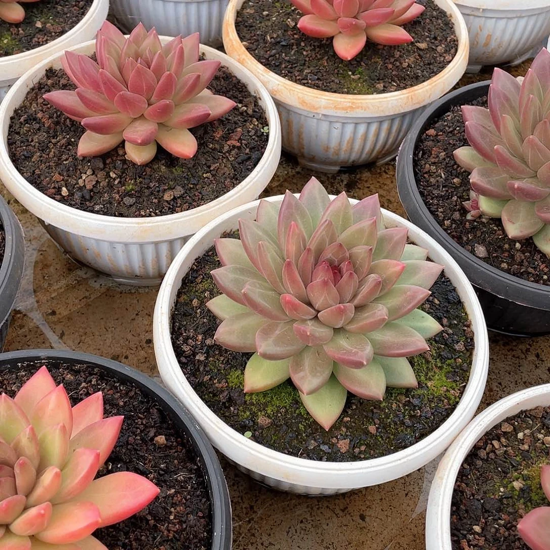 迷雾泡泡单双群14厘米可挑