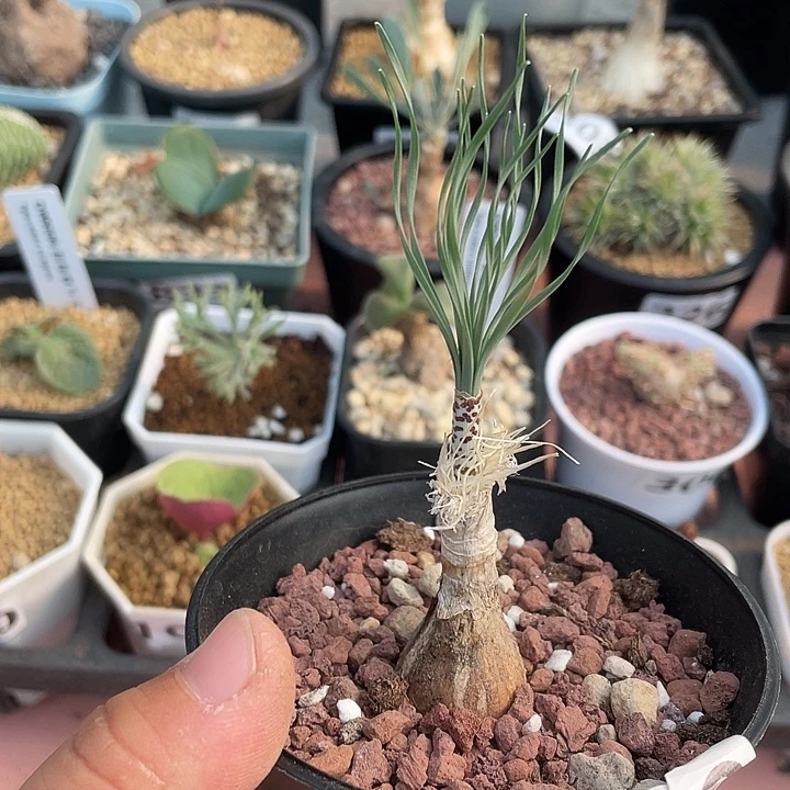 879产地GB豹纹弹簧草