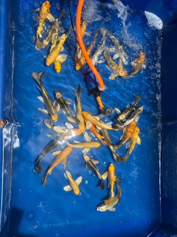 蝴蝶鲤大鳍大尾球体短身普身冷水观赏鱼好养耐活大尺寸30公分