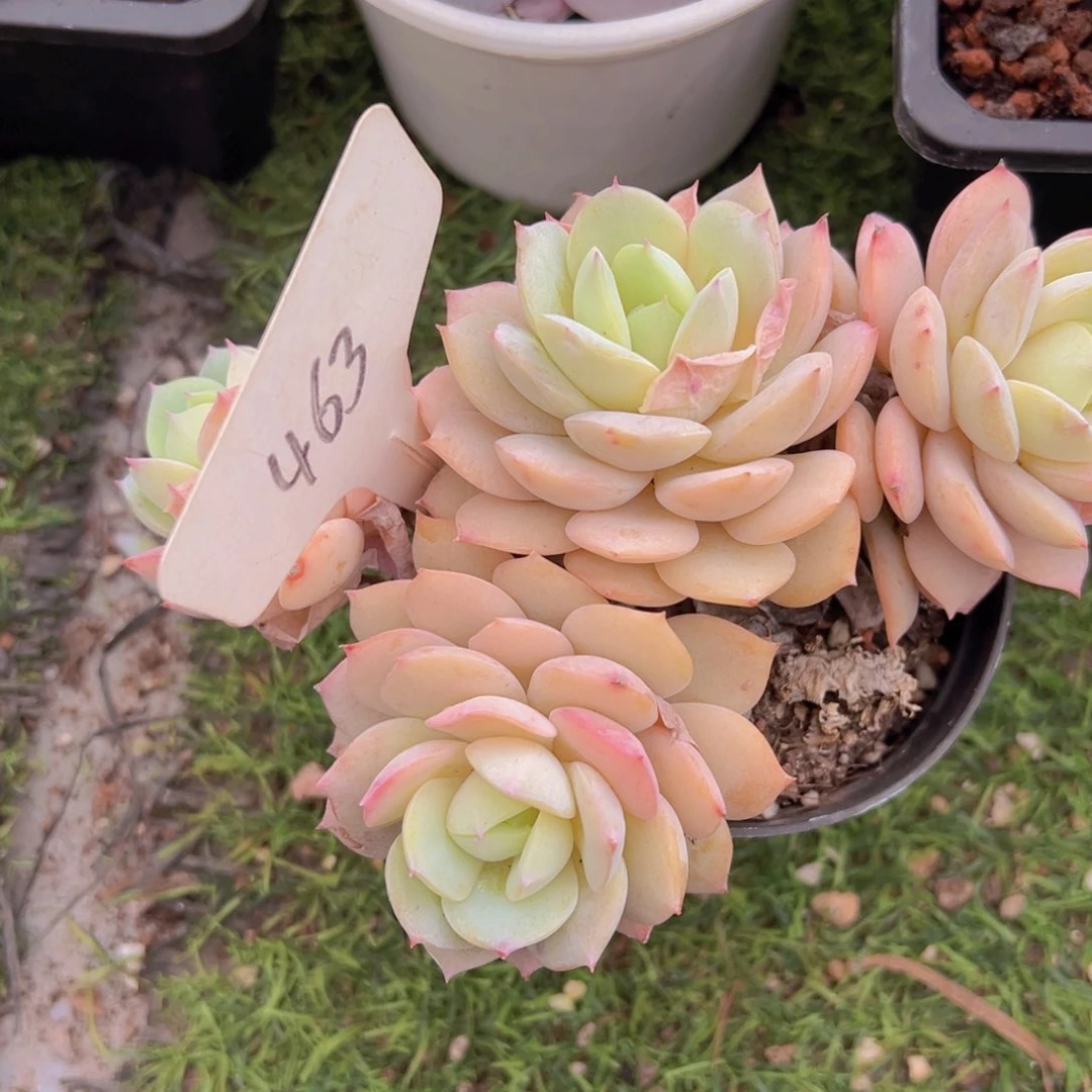 香玉的故事是一个人的故事