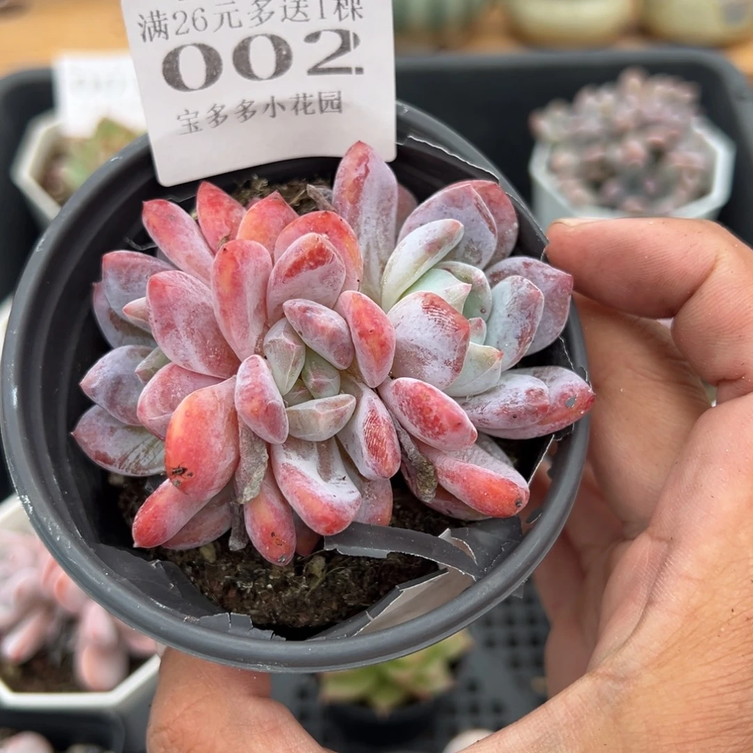 梦露三头一颗一物一拍多肉满20元包邮