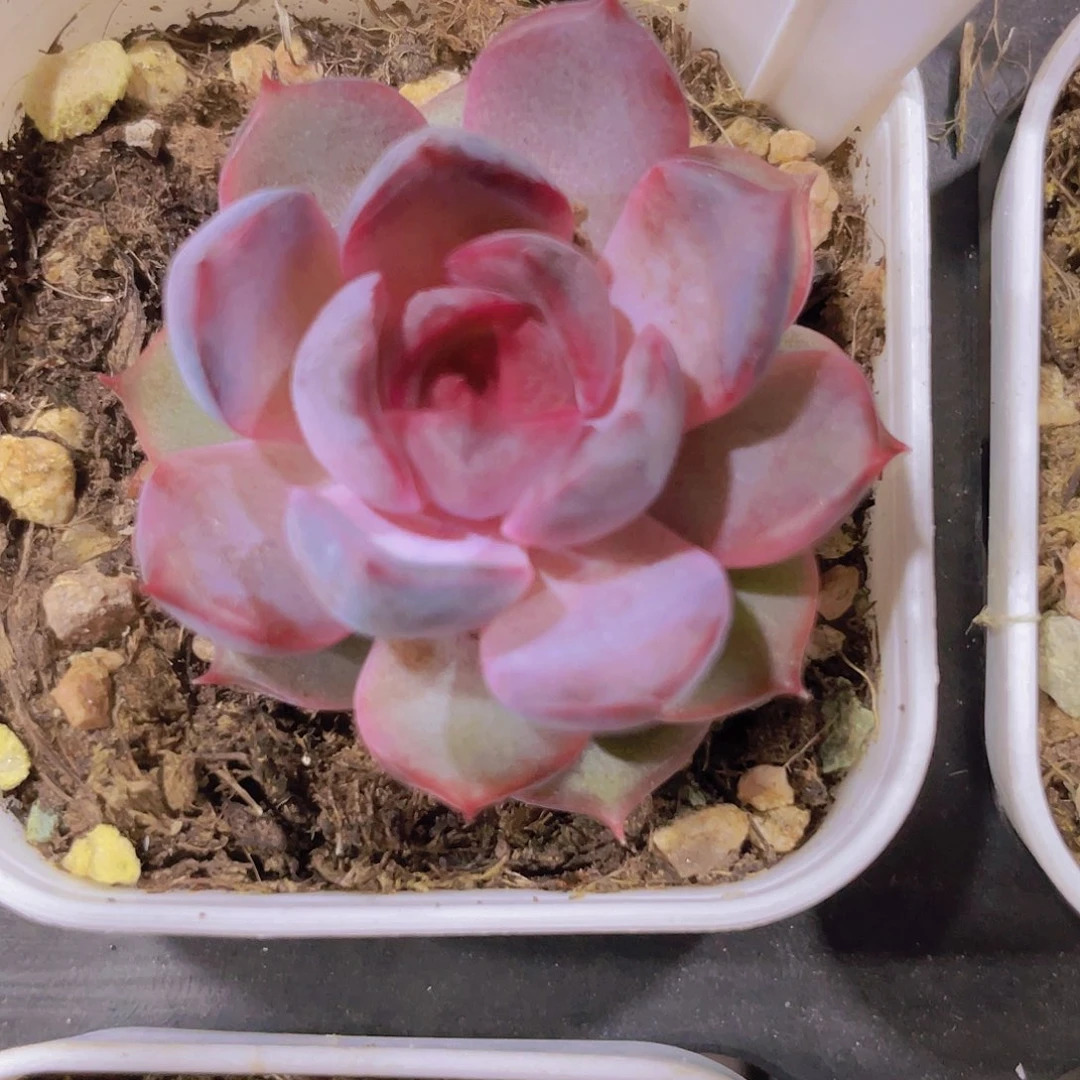 黑澄w095一物一拍