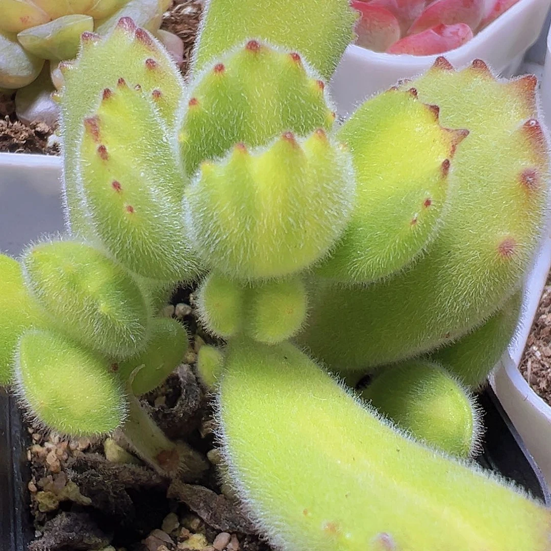 黄熊19包邮多肉植物