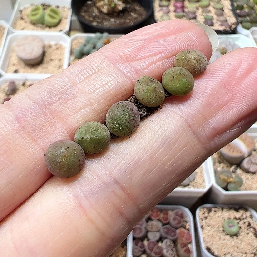 无花朵空蝉一年苗福利一手