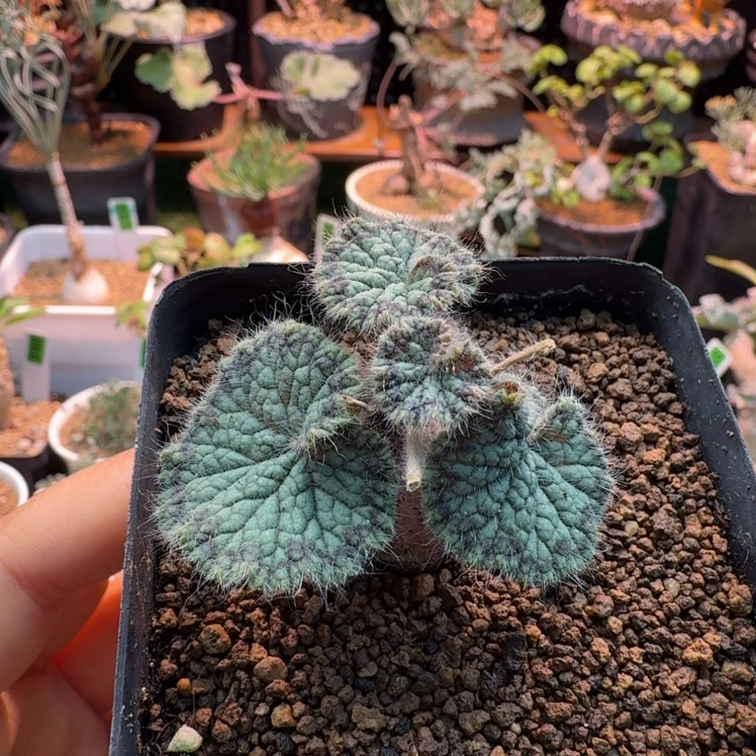 圆叶洋葵264 仙人球