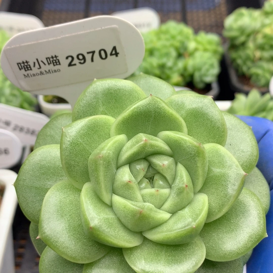 多肉植物杂交珍妮