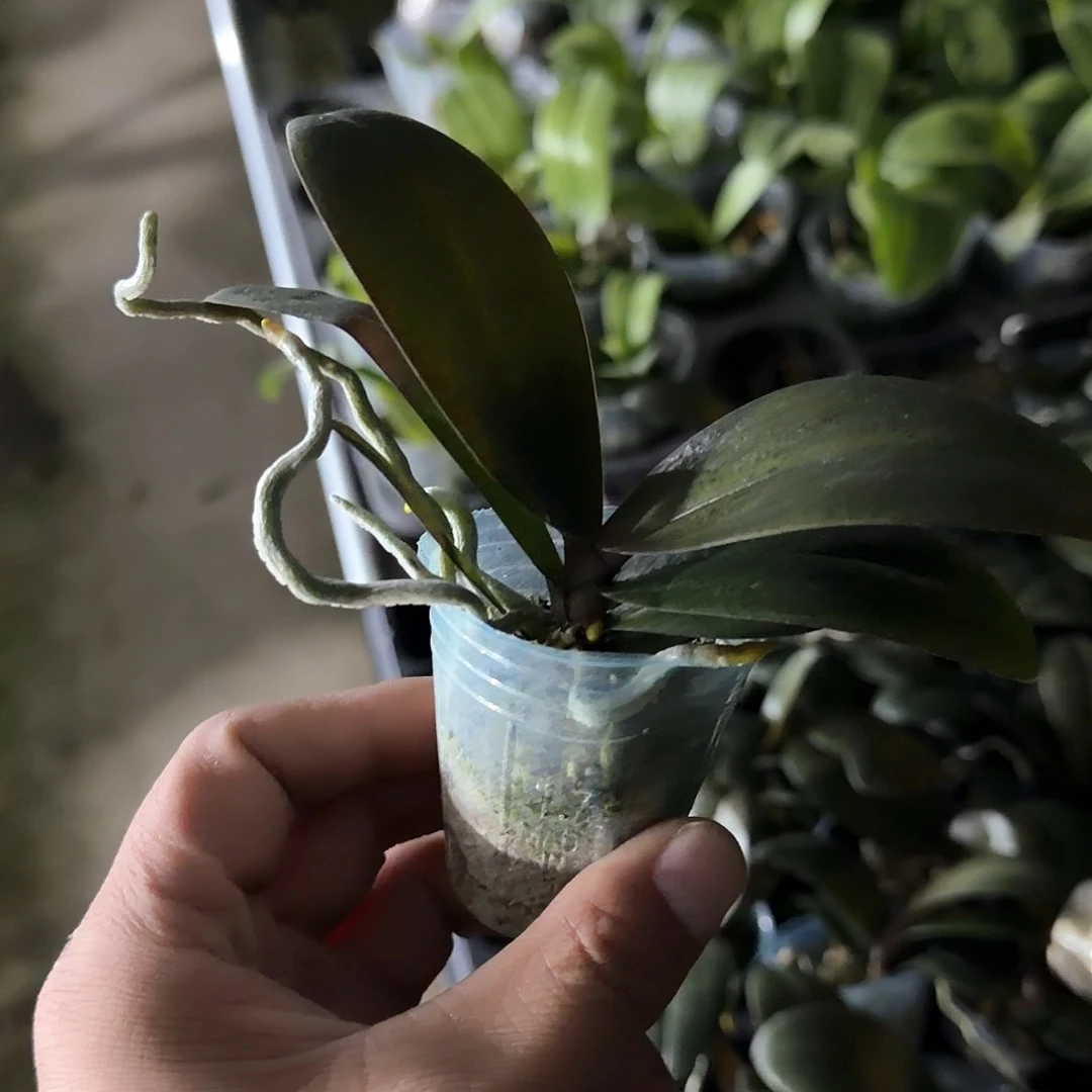 无花朵1.7寸樱兰苗