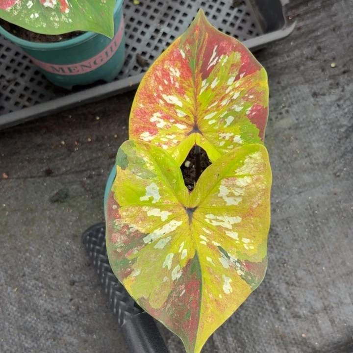 拉***托完全开放泰国彩叶芋