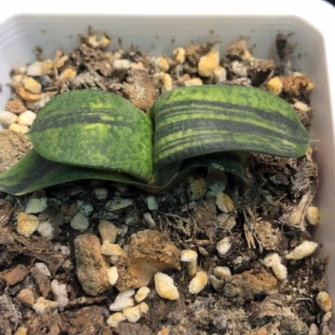 蜗牛锦带盆发货哈哈哈