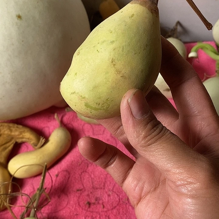女***到青皮腰子葫芦手把件
