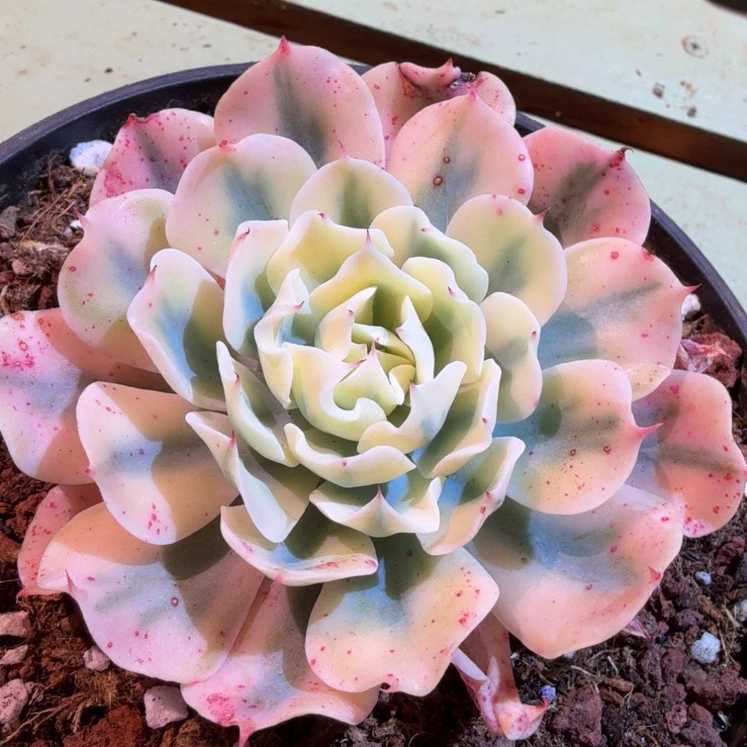 海啸锦，锦上园艺一物一拍