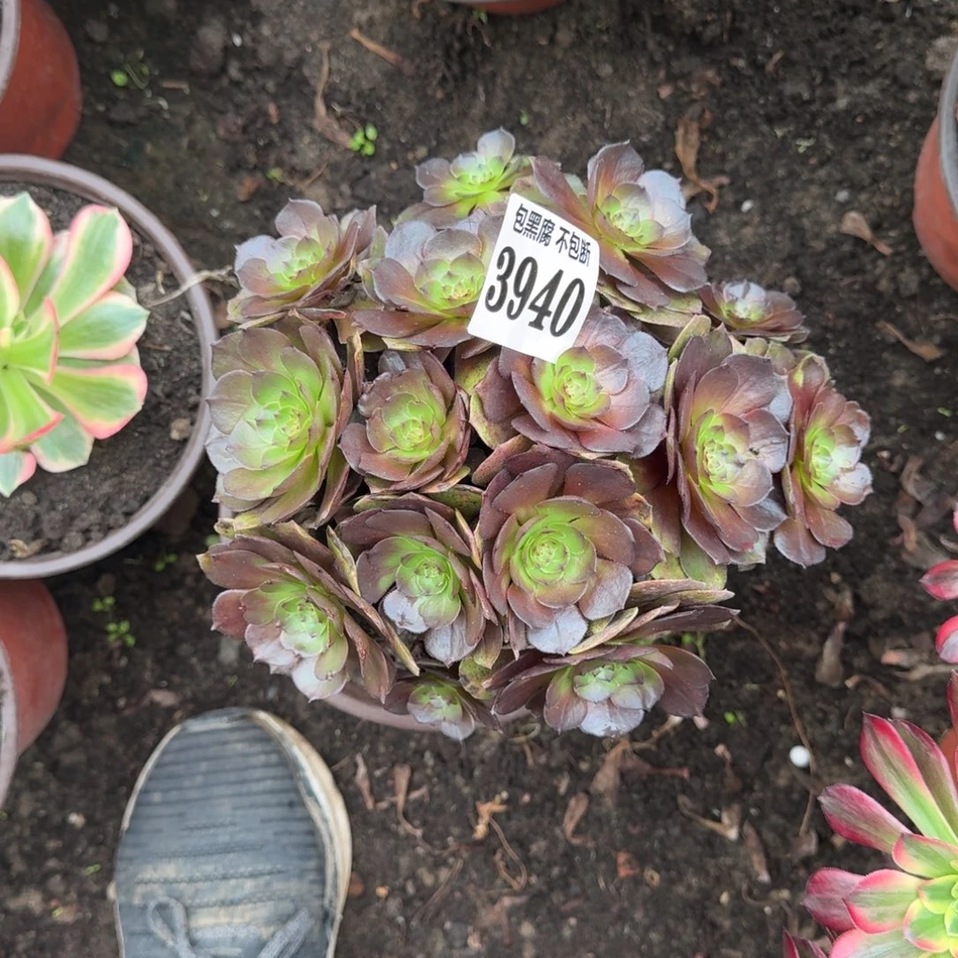 法师炽焰莲不包断3940 19-18