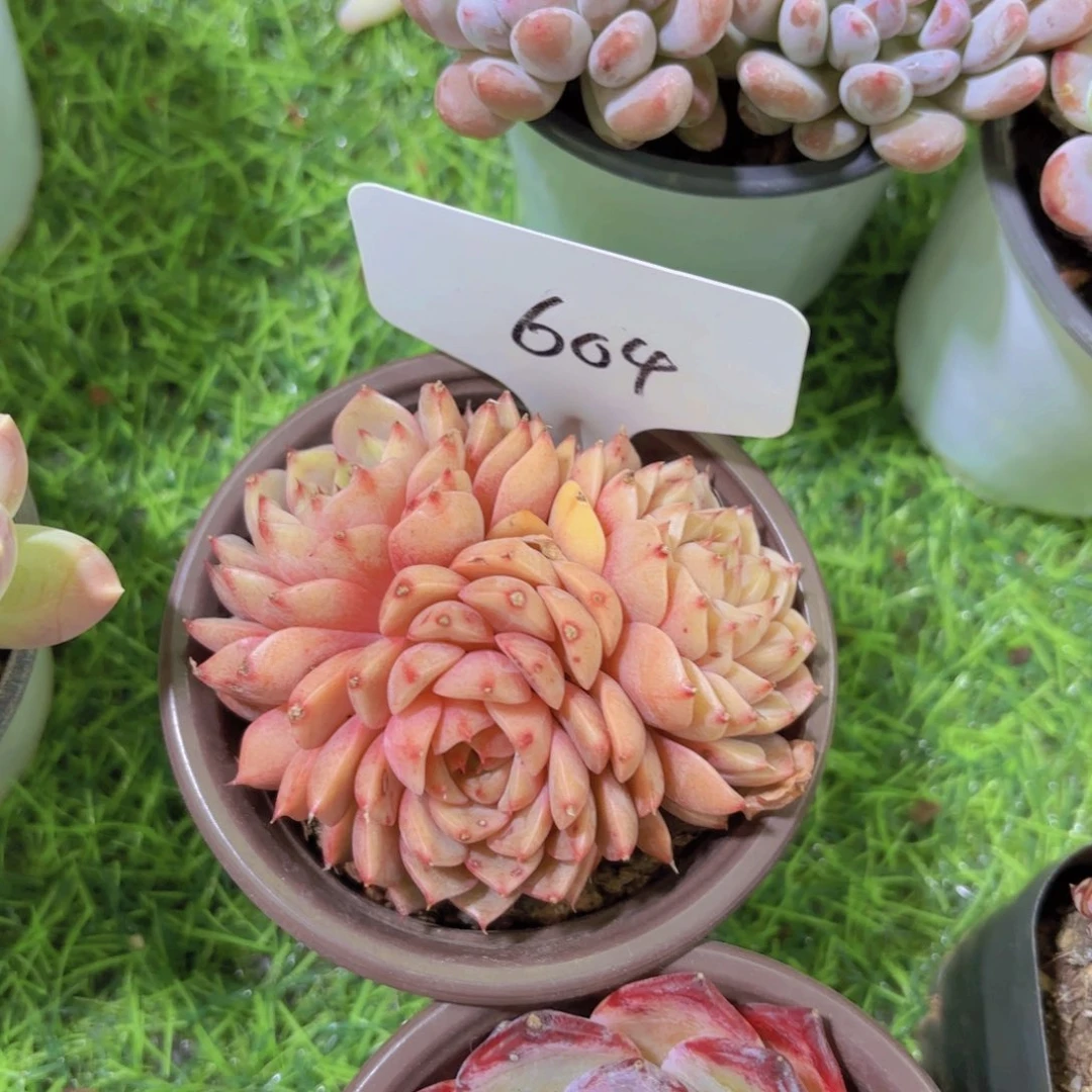 时****他我的小可爱们都好可爱