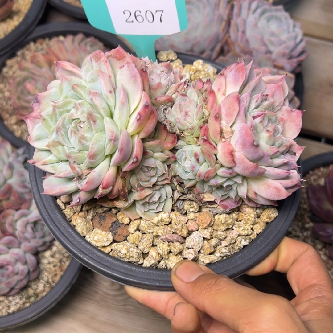 禾*壮2607多肉多肉多多多多多