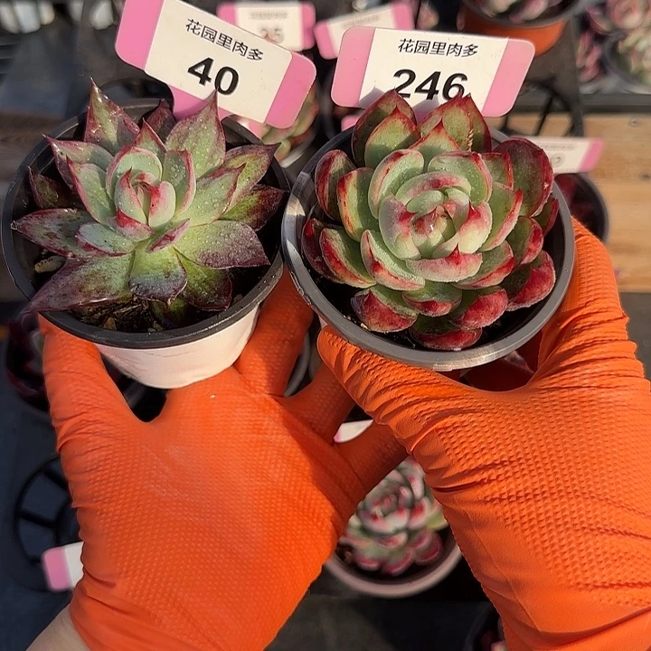 微***笑40、246 惊鸿仙子多肉植物6-9cm