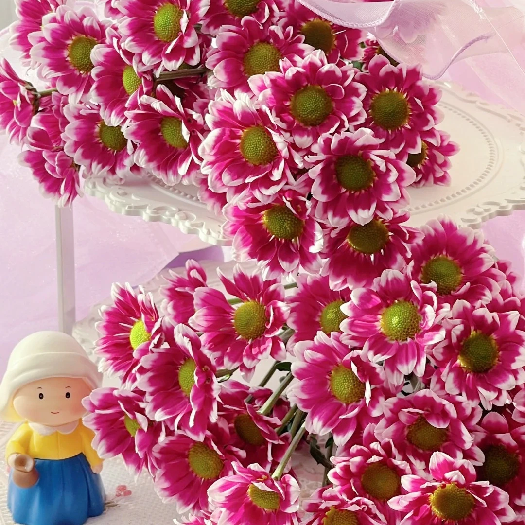 陪伴深粉菊花重瓣花苞室内阳台开花庭院耐寒盆栽花卉植物