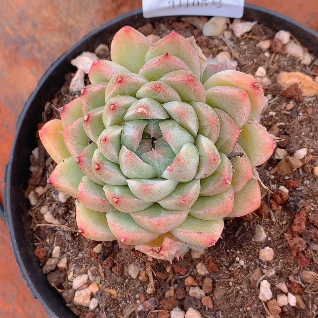 【闪购商品】云3204