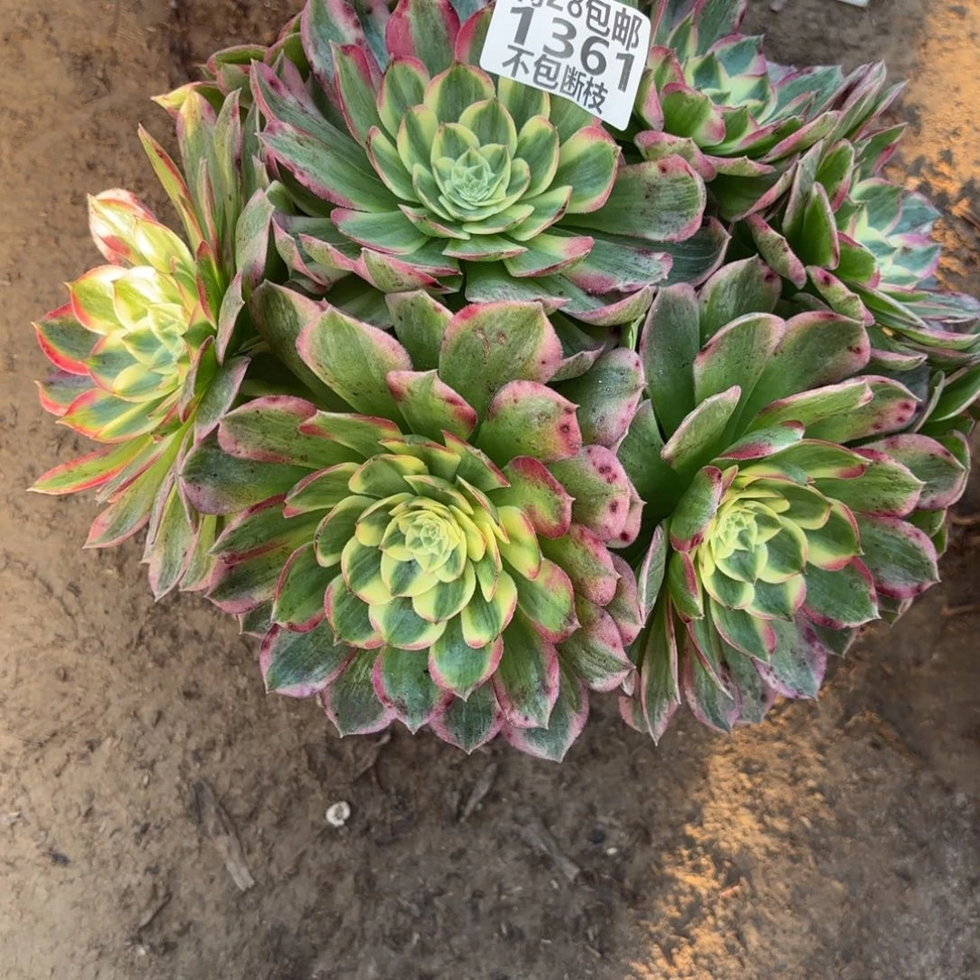 M. 1361海王多肉，ademo