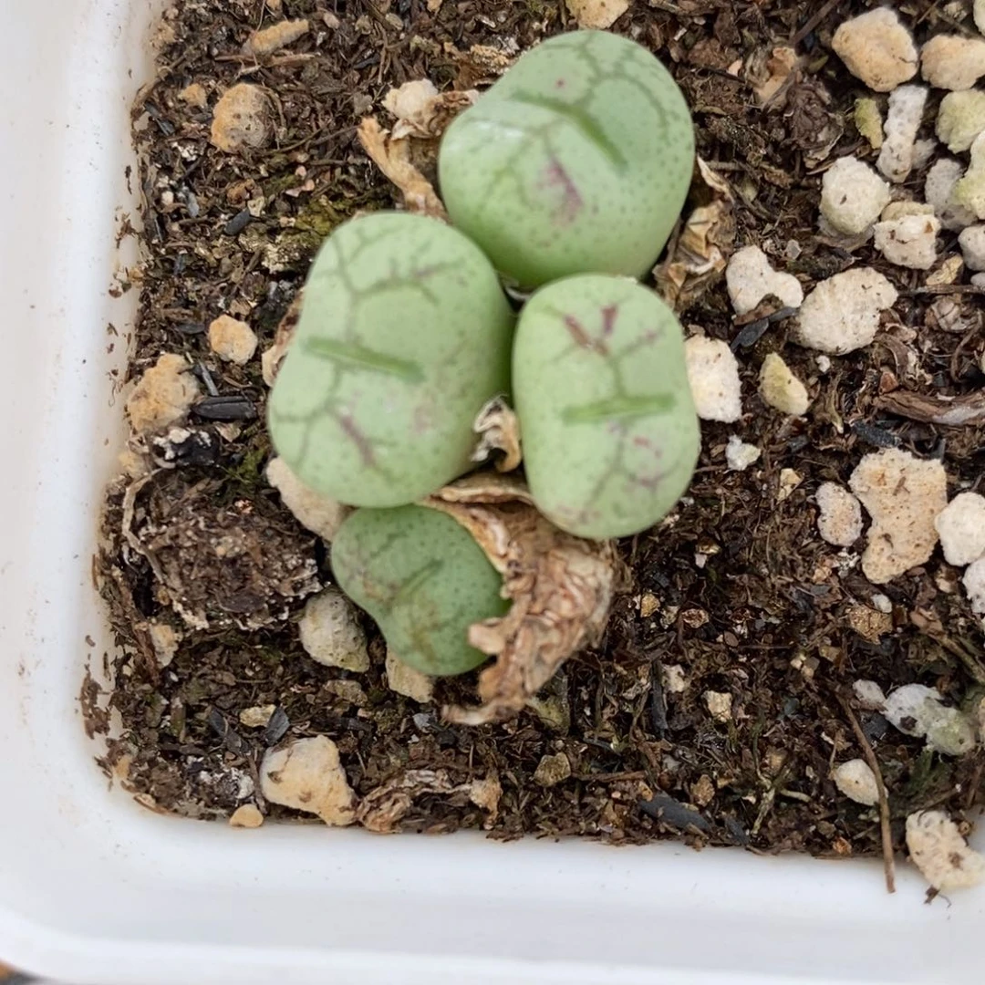 2547黄花大紫猴一颗