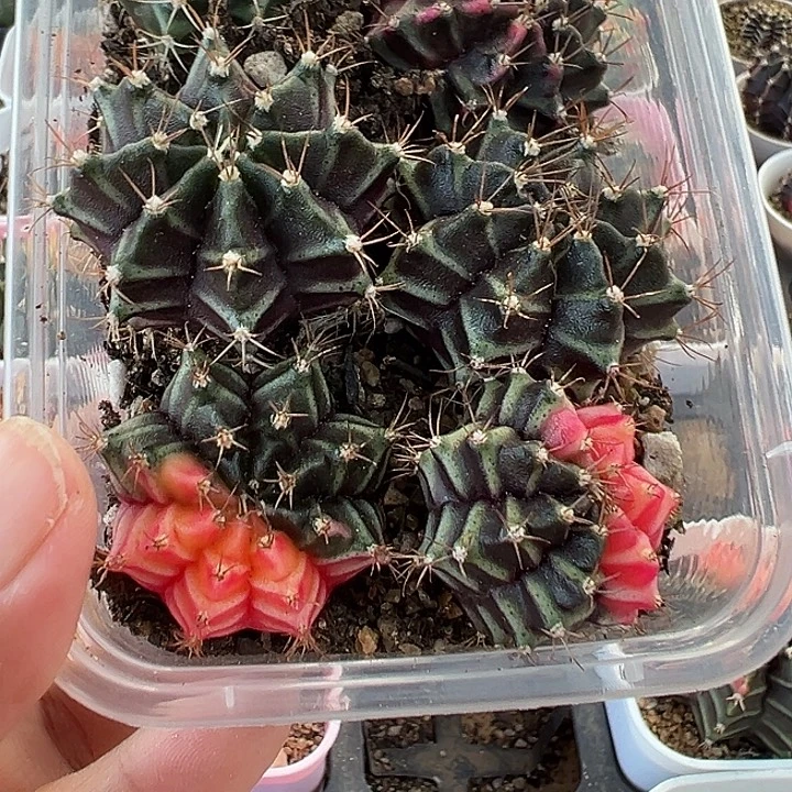760号实生米哈6个多肉植物