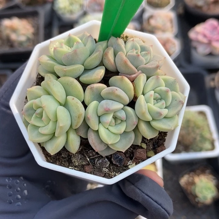 1679布偶锦多肉植物保护