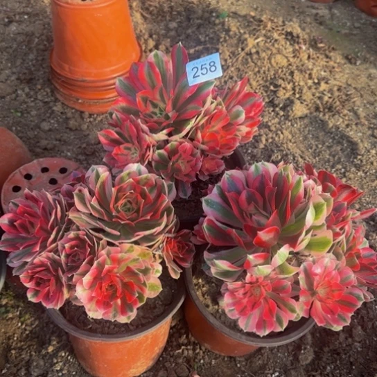 粉女巫3棵10号棚258