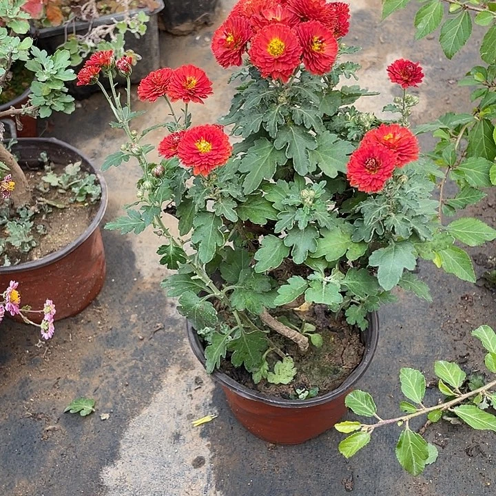 一***你完全开放30菊花菊花菊花