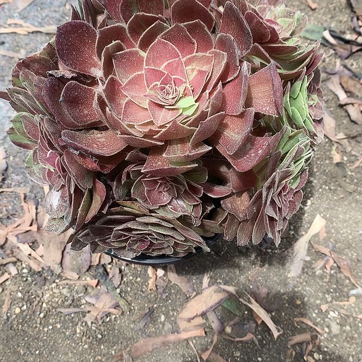 550花月夜多肉植物