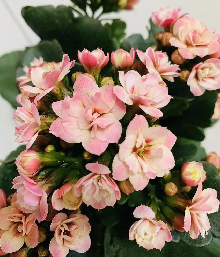 【复色猫眼】110盆长寿 稀有猫眼超大花品种 基地直发