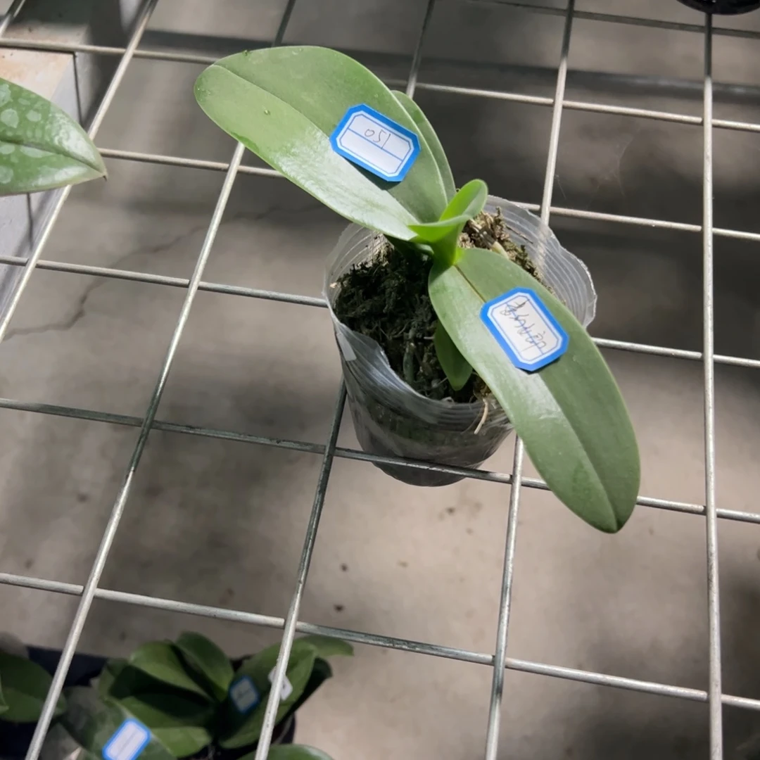 当前无花栽培后可以开花051梦幻女郎瑕疵苗凑单发货