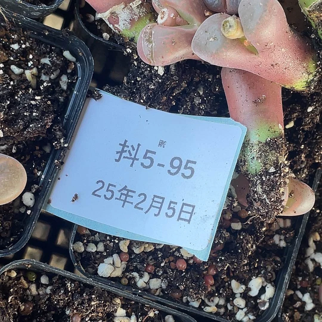 薄****5-95肉锥多肉植物