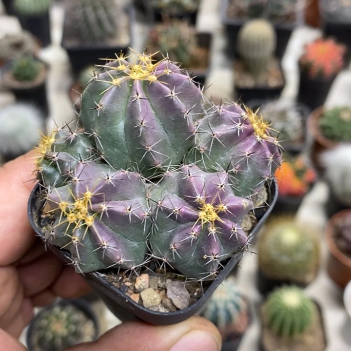 实生微刺虾特价福利2