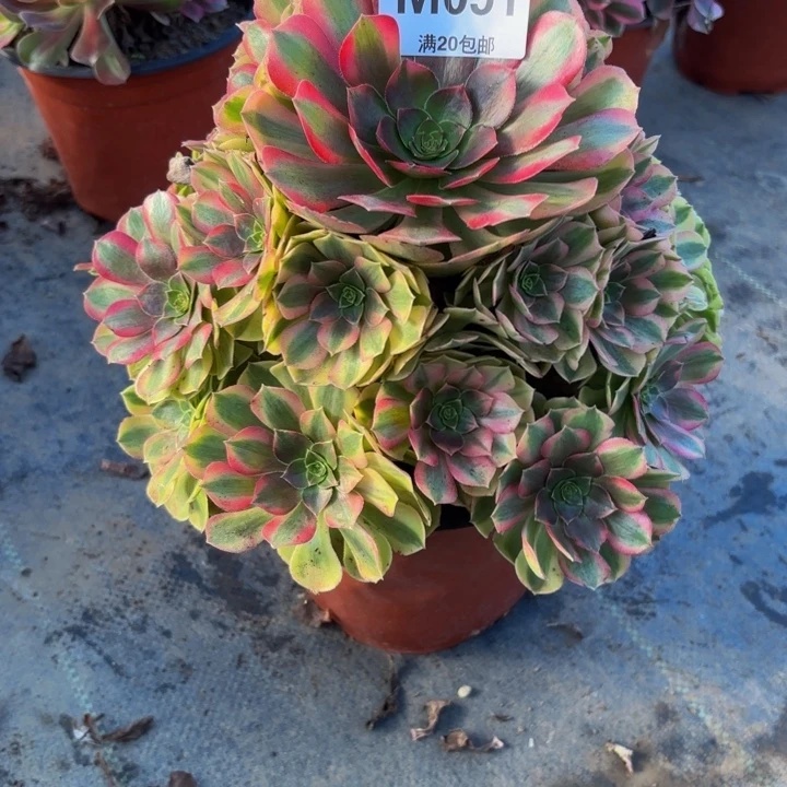 瑞妈，。。。。。。051。雨荷，