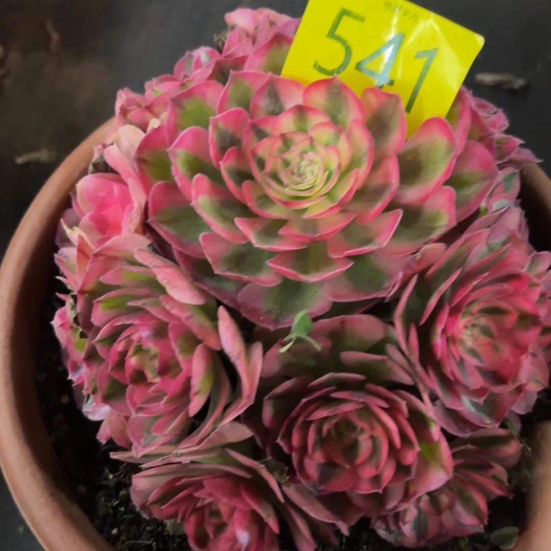 哈哈多肉葡萄福利来541