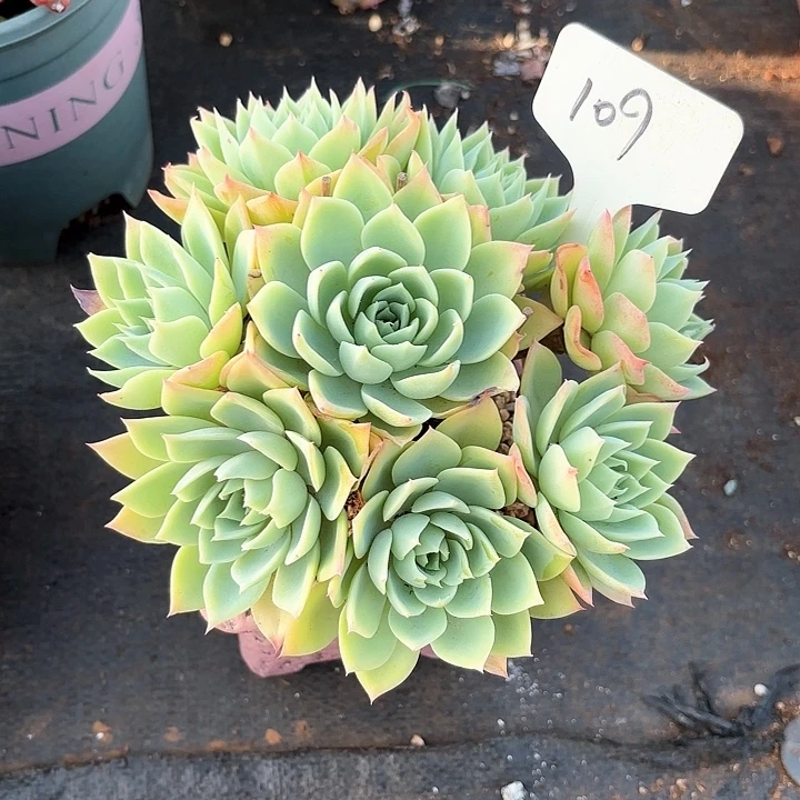 多肉植物，三色景109号