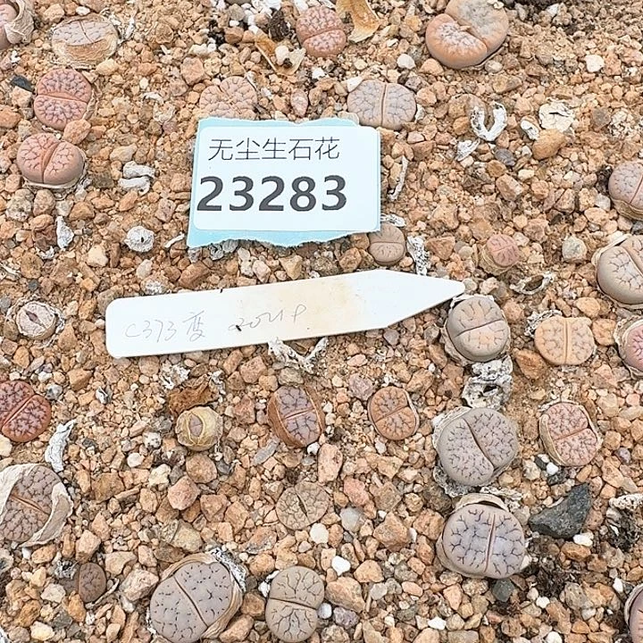 B****~23283期框特价C373脱土