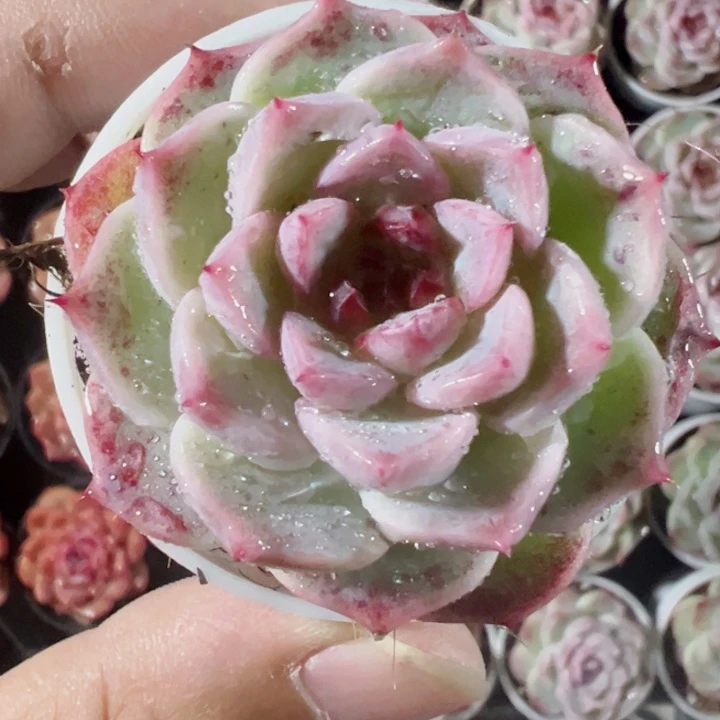 韩版天鹅绒精品多肉