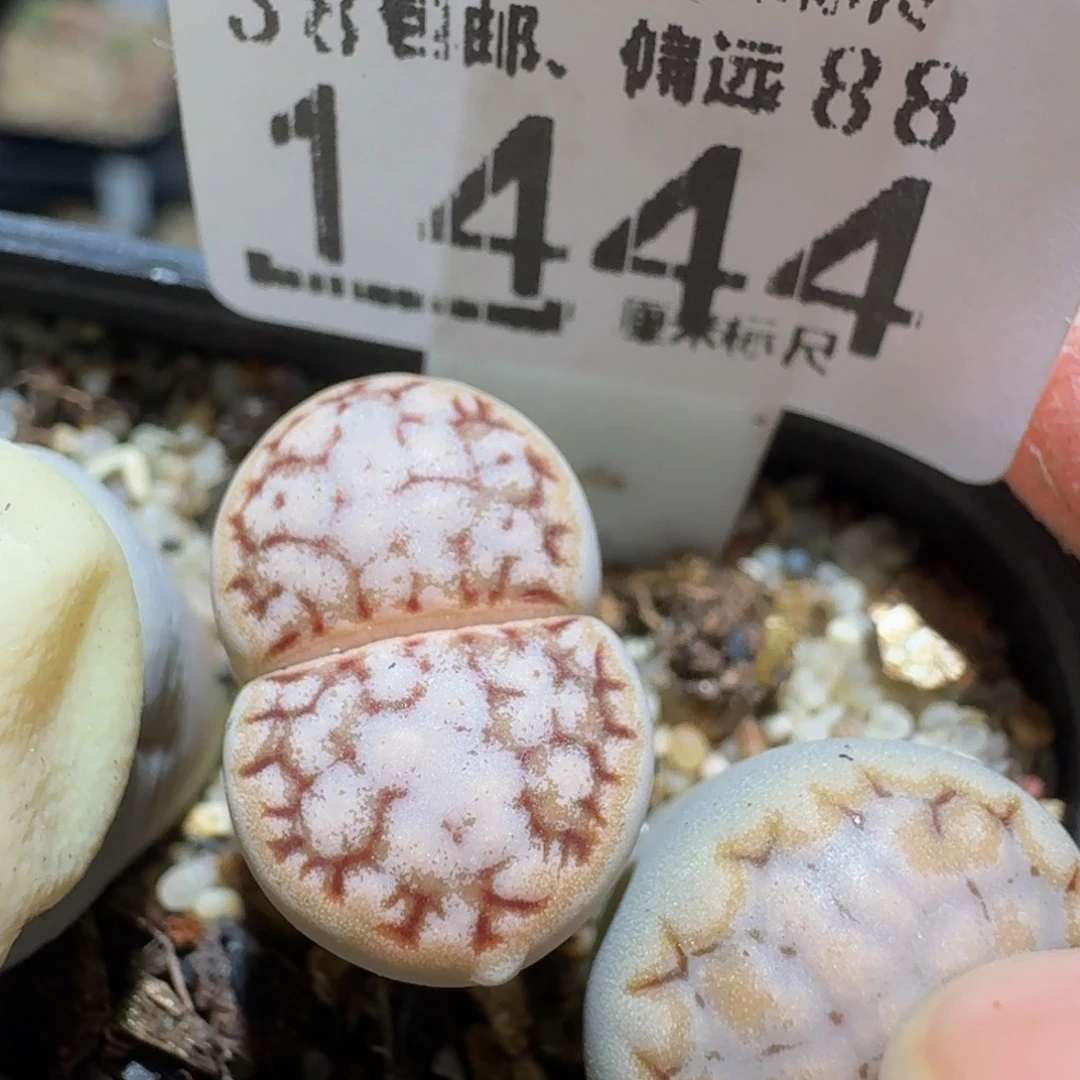 zzzzz精品生石花1444