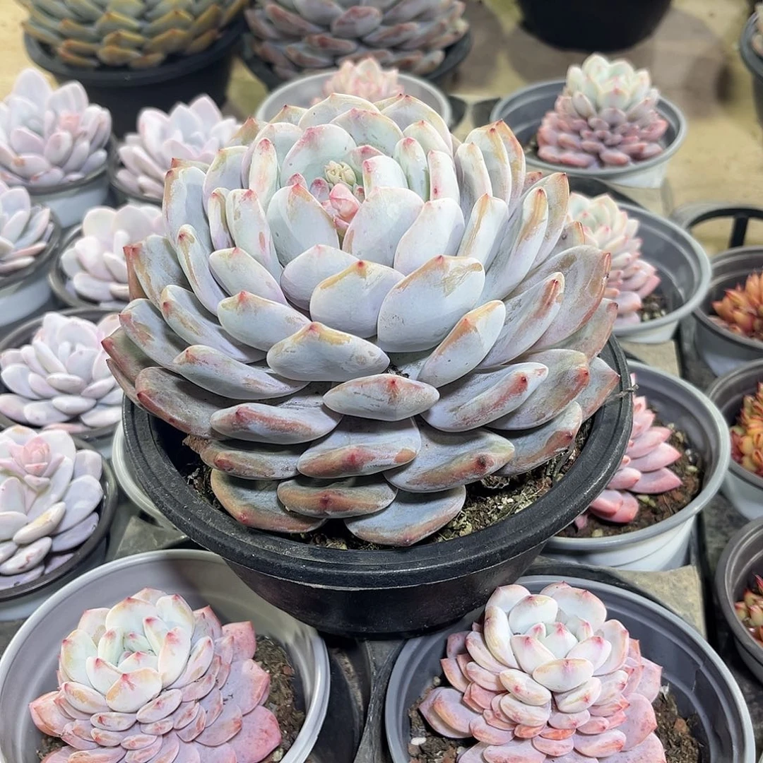 大*160盆大橙子多肉