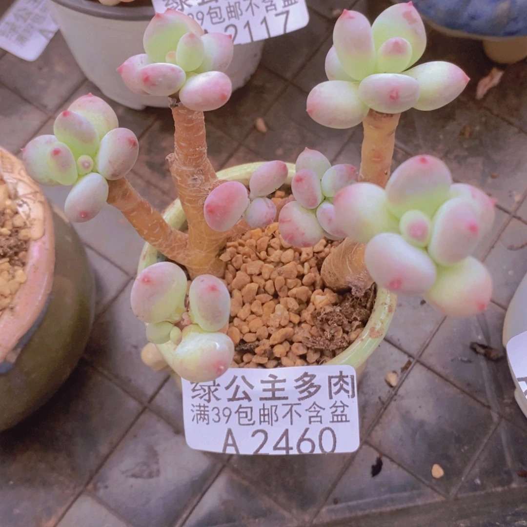 苹果奶7cm2460多肉植物