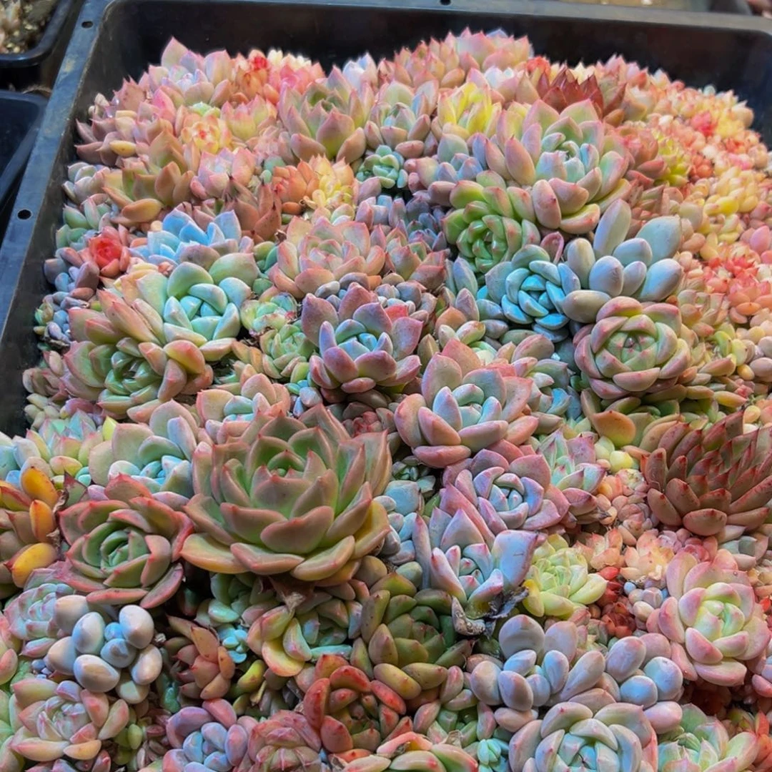 ****皮361在山东发个红红火火