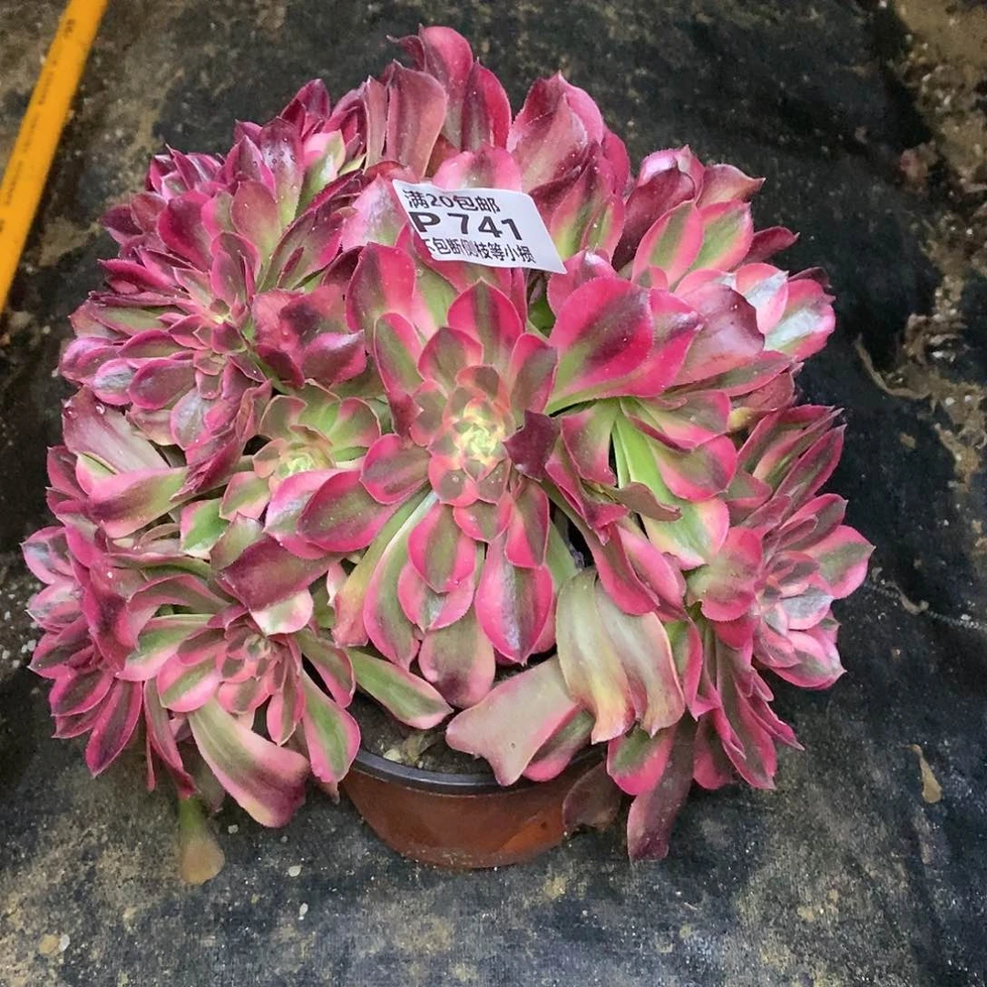 741香妃缀化多肉法师锦