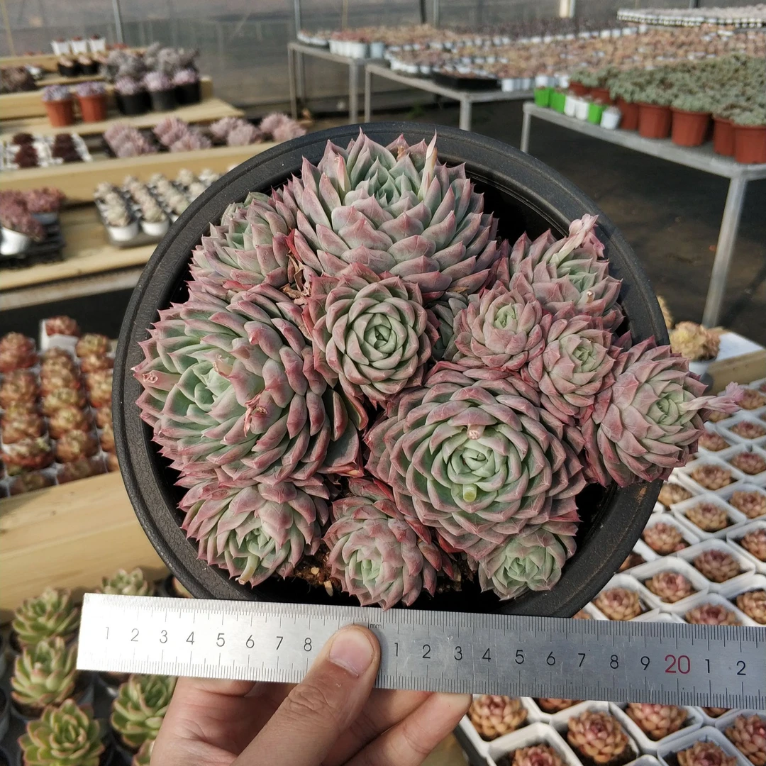 孤星（大群生）多肉植物