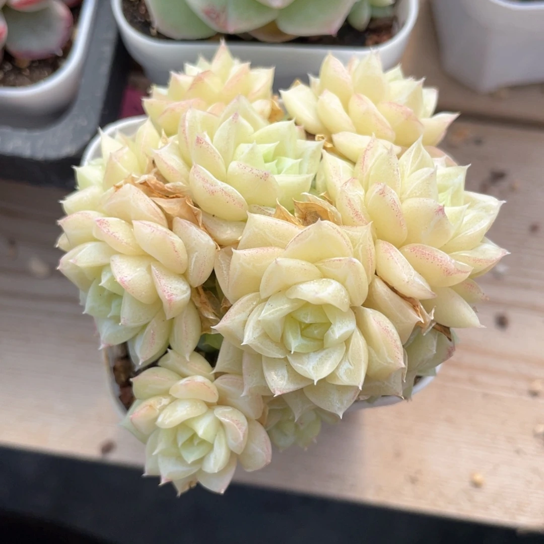 优选白天鹅福利896