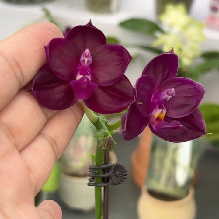 完全开放4.5寸杯雅风超级捷豹交品 苗子超壮