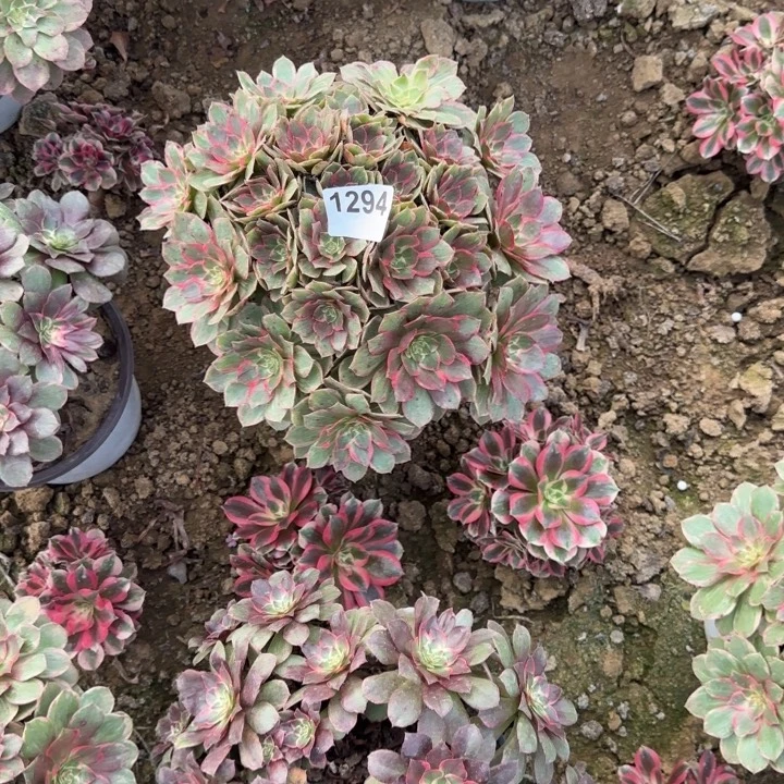 1294 清棚处理不包断枝