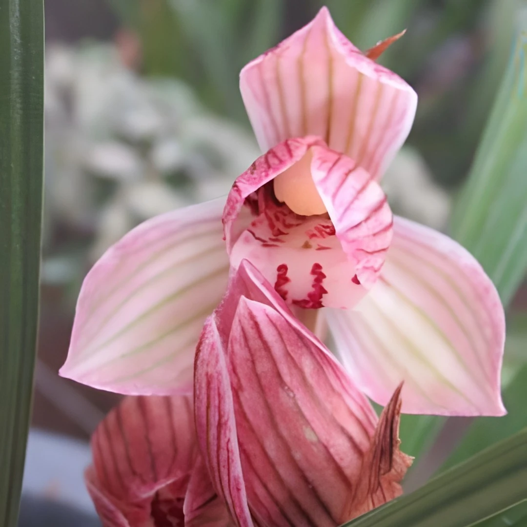 春剑【茗品】- 粉桃